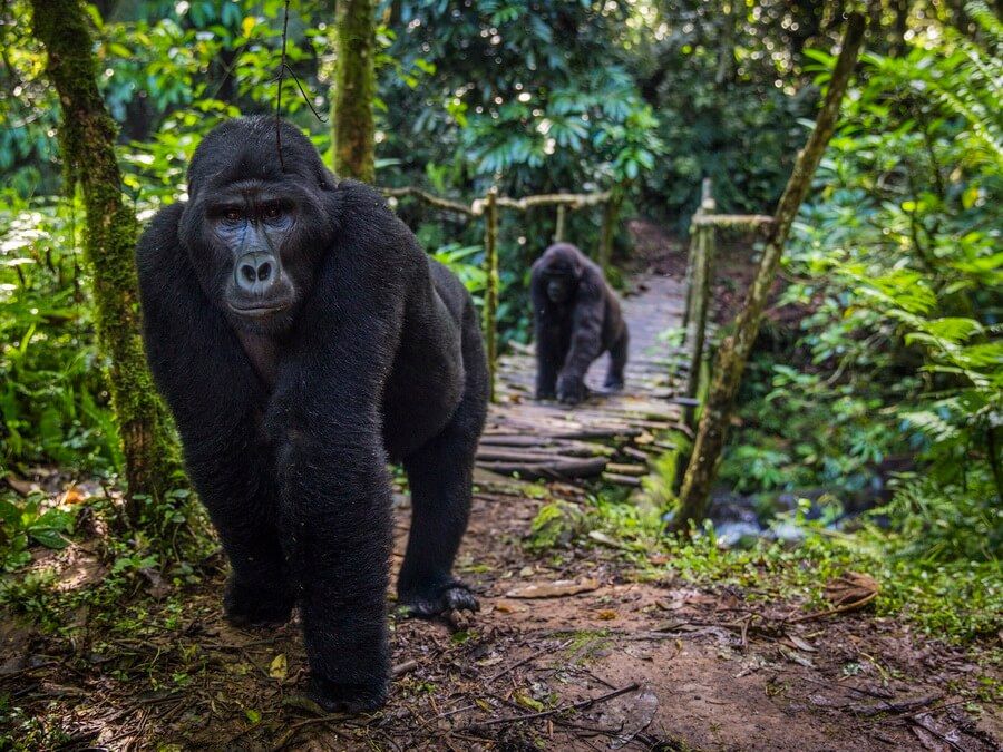 Gorilla Trekking Car Rental Uganda - 4x4 self drive car hire