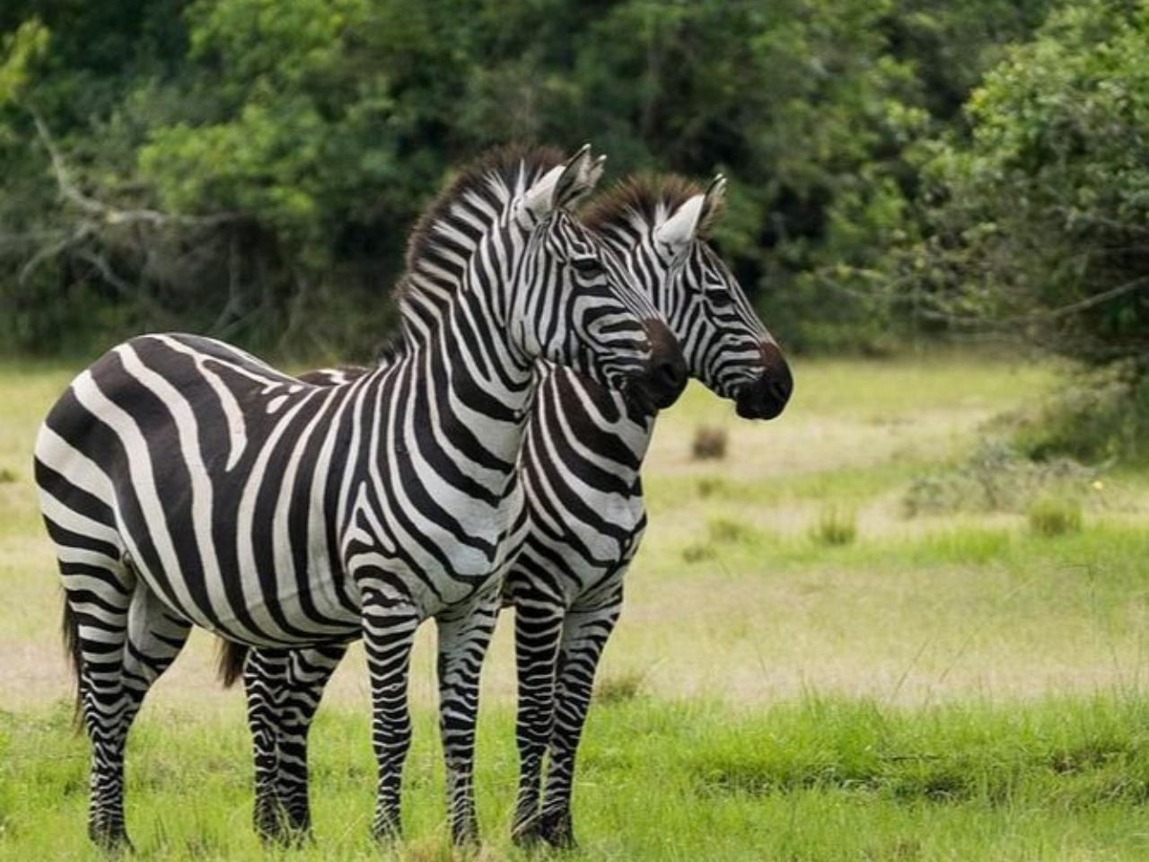 Lake Mburo National park- CHeap 4x4 car rental uganda