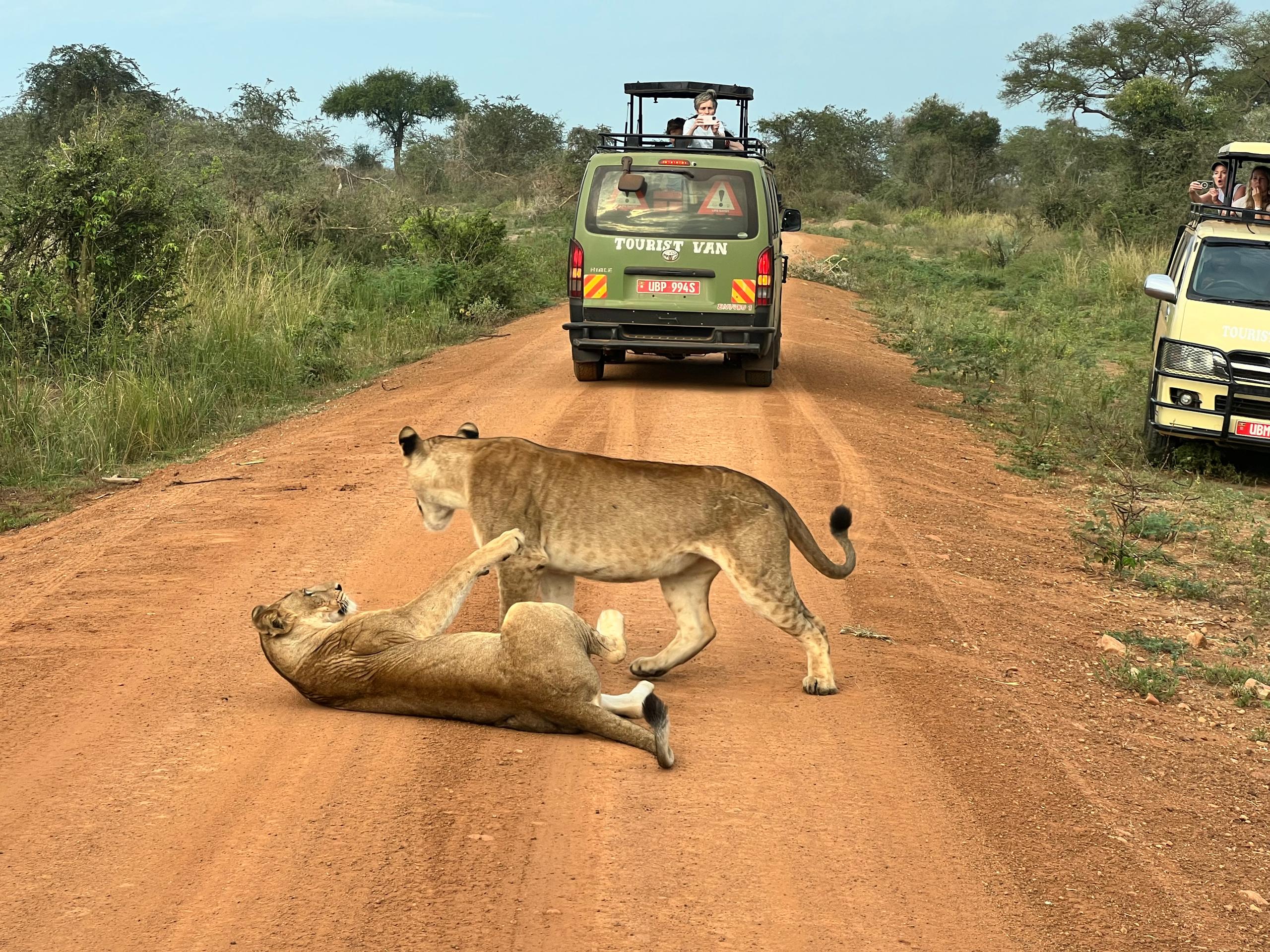cheap 4x4 car rental uganda - Toyota safari van