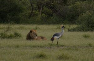 Cheap 4x4 Car Rental Uganda - Wildlife Murchison Falls National Park