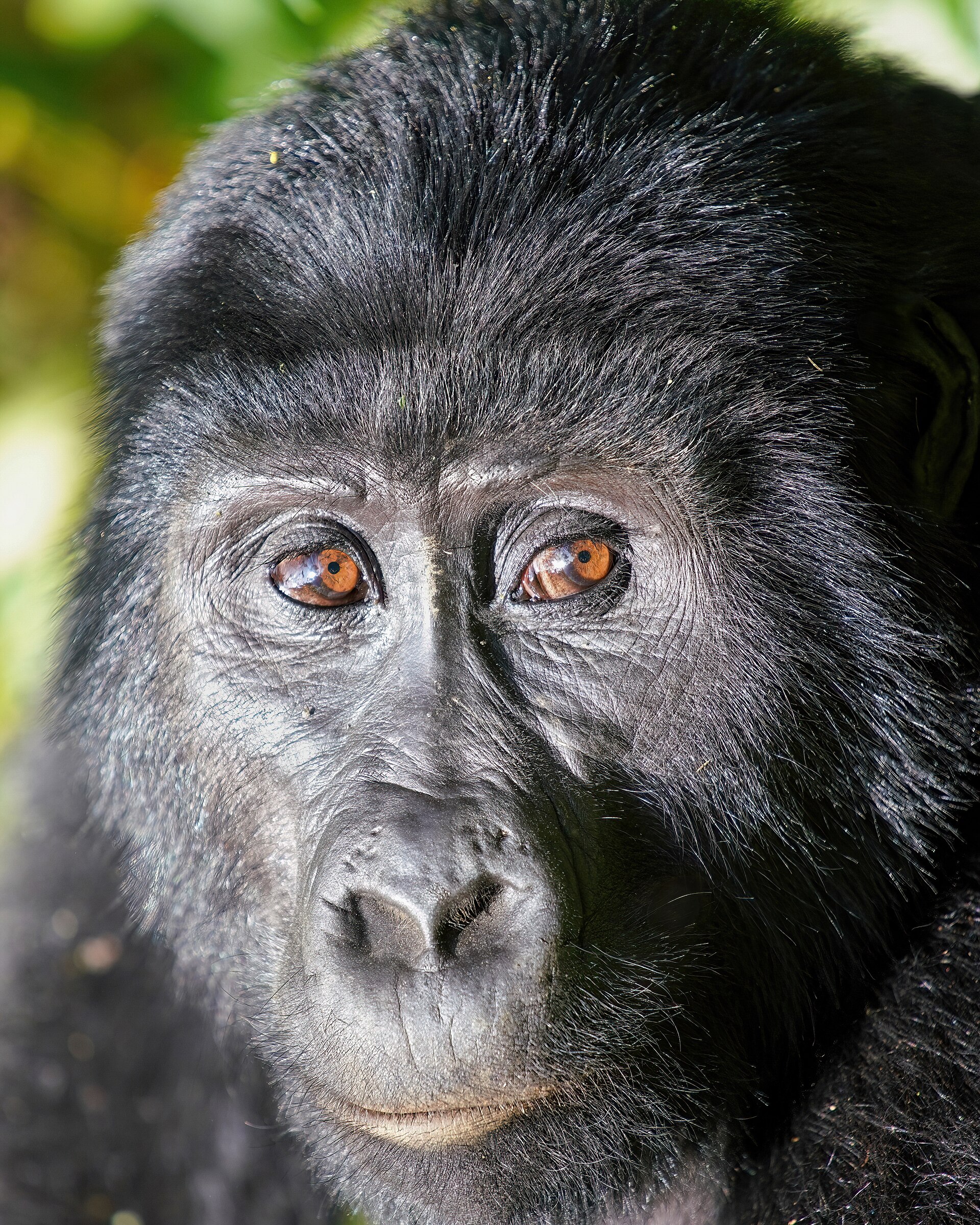 Mountain gorilla in Bwindi Impenetrable Forest, Uganda